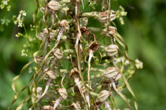 (c) Demian Hiß, some rights reserved (CC BY) Himantoglossum hircinum, photograph (c) Demian Hiß, some rights reserved (CC BY)