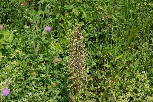 Himantoglossum hircinum, photograph 2