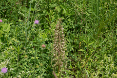(c) Demian Hiß, some rights reserved (CC BY) Himantoglossum hircinum, photograph (c) Demian Hiß, some rights reserved (CC BY)