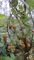 Pyrus cordata
