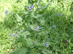 Cynoglossum creticum