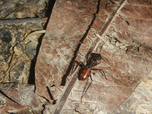 Giant Forest Ant