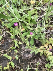Centaurium japonicum