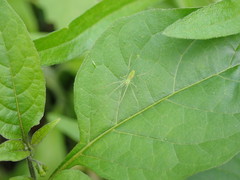 Tetragnatha squamata