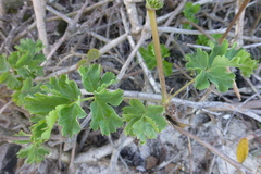 Pelargonium gibbosum