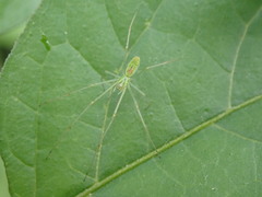 Tetragnatha squamata