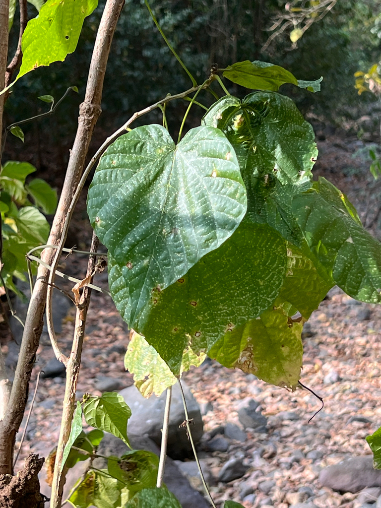 Timoho (Kleinhovia hospita)