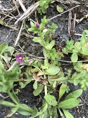 Centaurium japonicum
