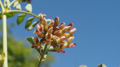 Hosackia crassifolia crassifolia