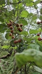 Pyrus cordata, photograph (c) Carminda Santos, some rights reserved (CC BY)