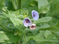 Cynoglossum creticum