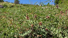 Hosackia crassifolia crassifolia