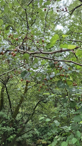 Pyrus cordata, photograph 3