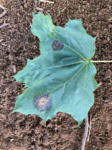 Black Tar Spot