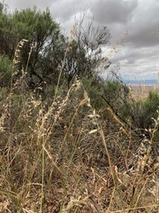 Silene burchellii
