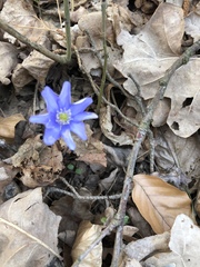 Hepatica nobilis