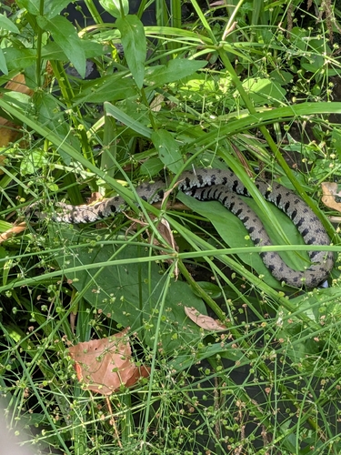 Barred Grass Snake