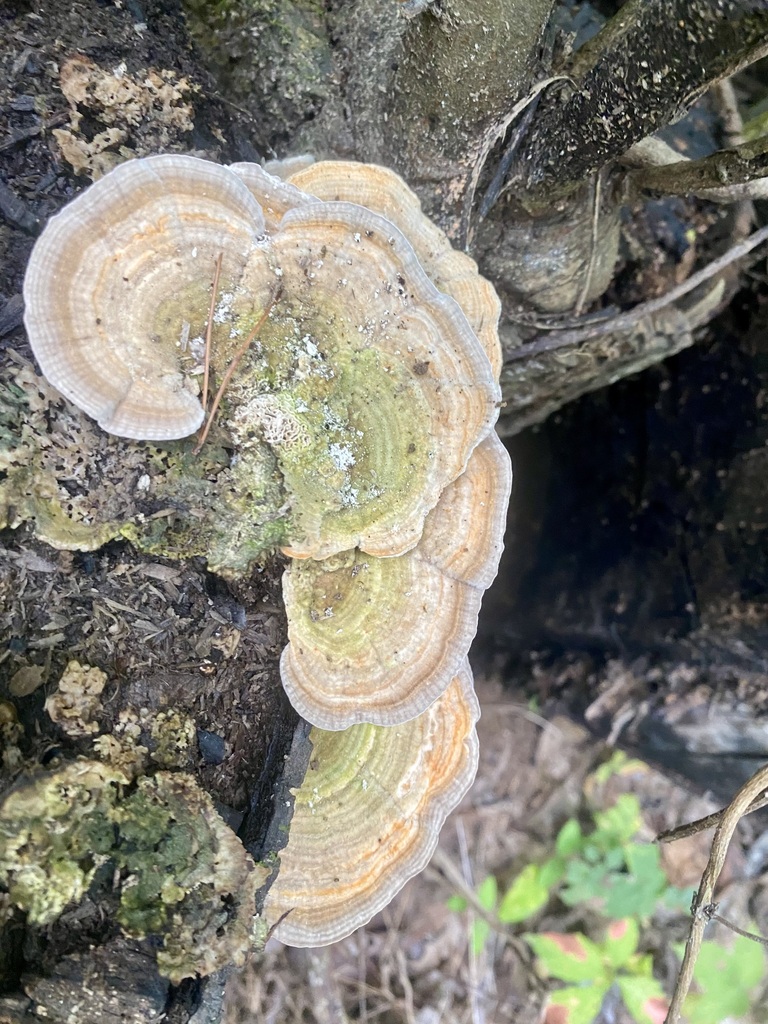 Gilled Polypore · August 2026 · photo: Photo: no rights reserved · iNaturalist