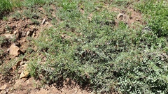 Hosackia crassifolia crassifolia
