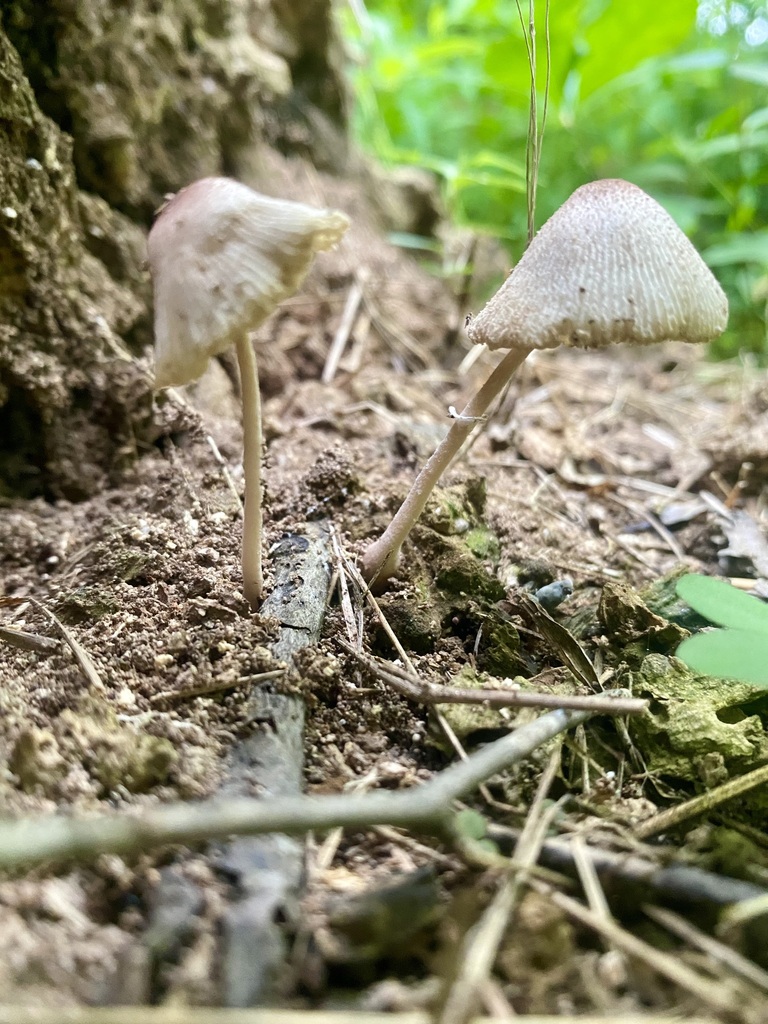 pleated inkcap · August 2026 · photo: Photo: no rights reserved · iNaturalist