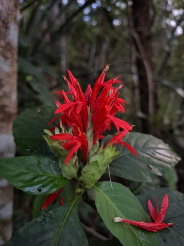 Justicia aequilabris, photograph 3