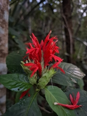 Justicia aequilabris, photograph (c) Carlos Henrique, some rights reserved (CC BY-SA)