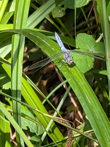 Keeled Skimmer