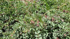 Hosackia crassifolia crassifolia
