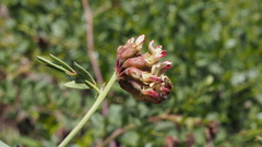 Hosackia crassifolia crassifolia
