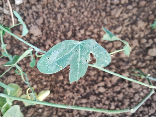 Passiflora tenuifila, photograph 1