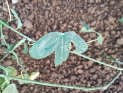 Passiflora tenuifila, photograph The Great Walter, CC BY, iNaturalist via GBIF