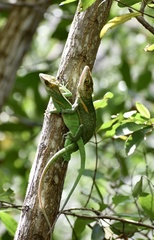 Anolis noblei