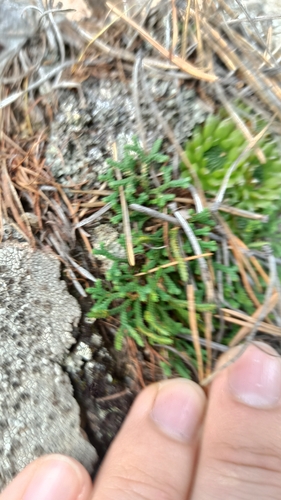 Selaginella sanguinolenta, photograph 3