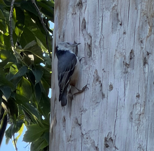 White-breasted Nuthatch