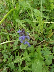 Ajuga reptans