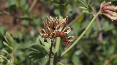 Hosackia crassifolia crassifolia