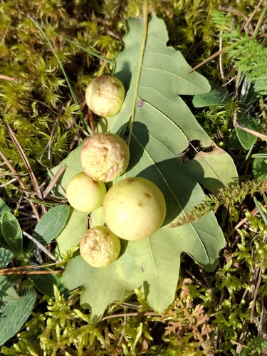 Cherry Gall Wasp