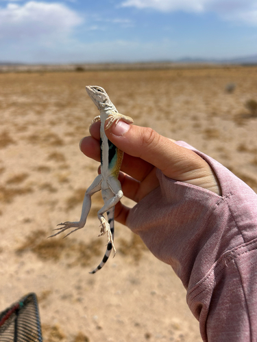 Zebra-tailed Lizard