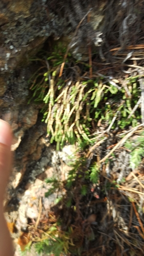 Selaginella sanguinolenta