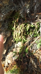 Selaginella sanguinolenta
