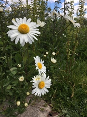 Leucanthemum vulgare