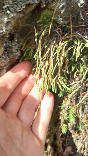 Selaginella sanguinolenta, photograph 2