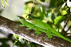 Anolis noblei