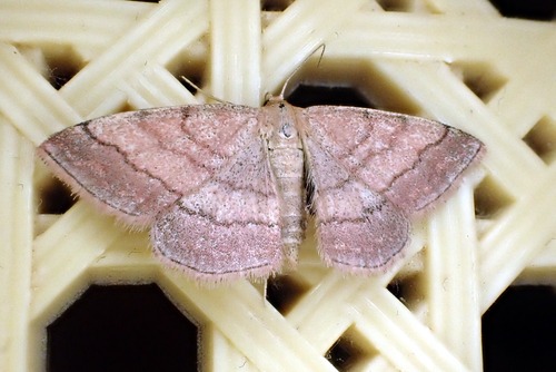 Tawny Wave