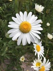 Leucanthemum vulgare