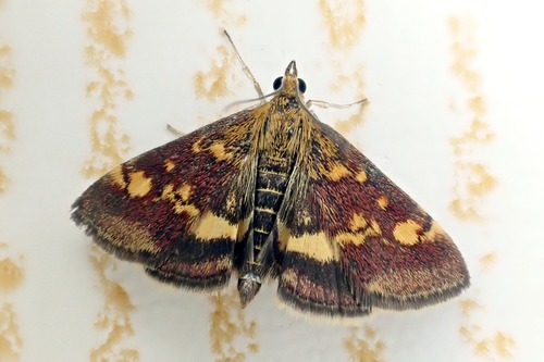 Mint Moth