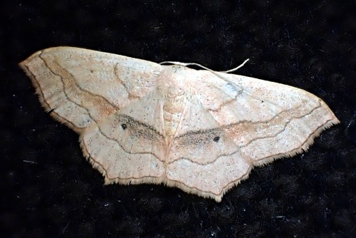 Small Blood-vein
