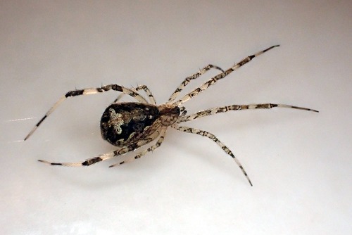 Episinus maculipes