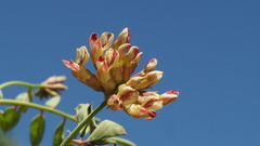 Hosackia crassifolia crassifolia