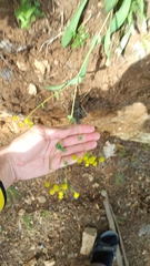 Bupleurum multinerve, photograph (c) ivansemenkov, some rights reserved (CC BY)